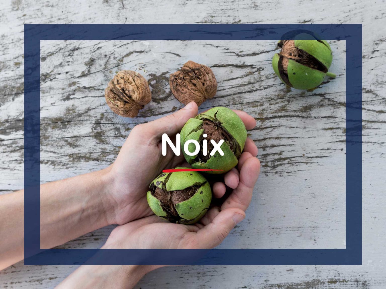 Tout savoir sur la noix : son histoire, sa culture et ses bienfaits ...